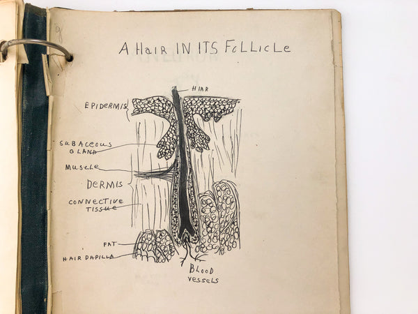 Physiology notebook with 30+ biological and anatomical drawings