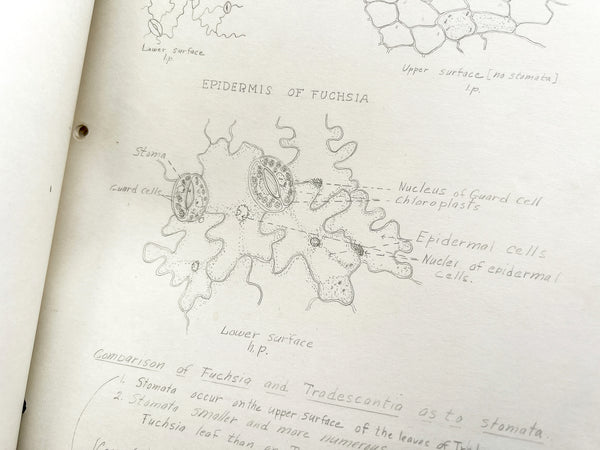 Meticulously illustrated lab book by a woman studying under botanist Richard Holman at UC Berkeley, 1932