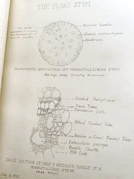 Meticulously illustrated lab book by a woman studying under botanist Richard Holman at UC Berkeley, 1932