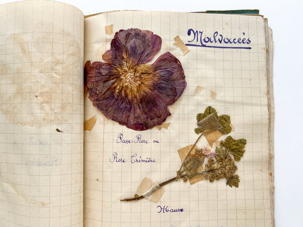 19C French herbarium in 20C notebook cover