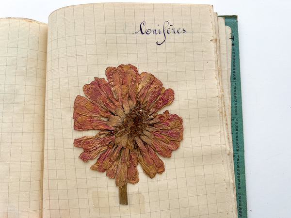 19C French herbarium in 20C notebook cover