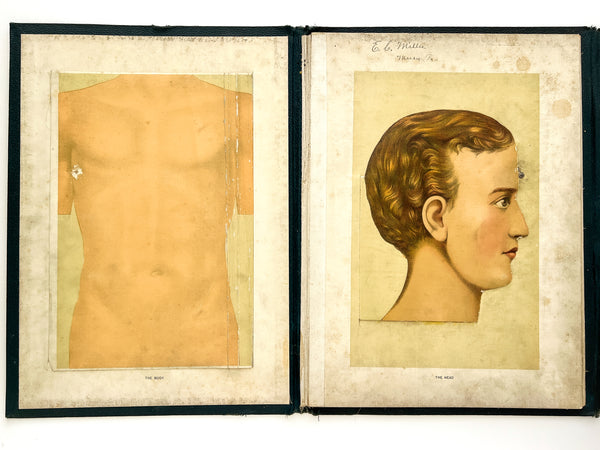 Eckels Anatomical Aid, with original chart drawings (Heirloom anatomy guides from a family of undertakers)