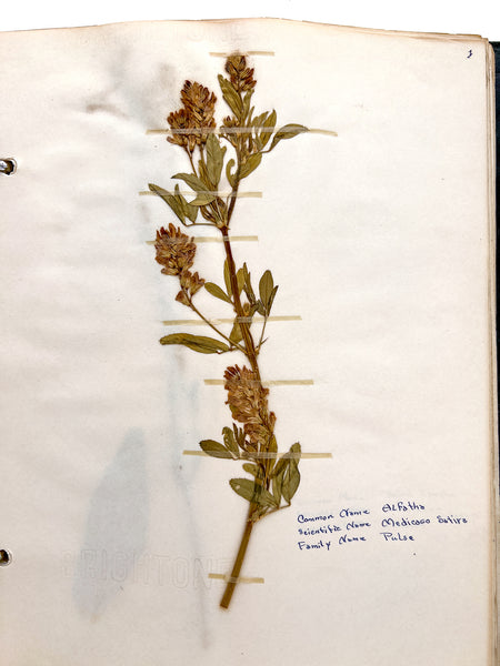 Wild Flower Note Book (Herbarium)