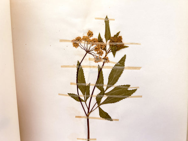 Wild Flower Note Book (Herbarium)