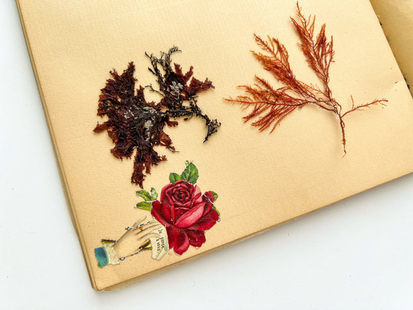 Herbier / 1909 Herbarium with Pressed Flowers and Seaweed Specimens