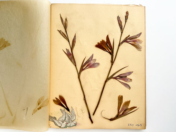 Herbier / 1909 Herbarium with Pressed Flowers and Seaweed Specimens